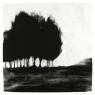 Dream Of Trees 2 - BlackTrees